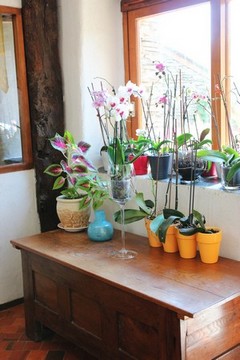 Orquídeas en la entrada