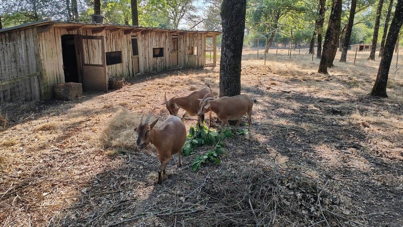 Las cabras de la casa Saint Jacob