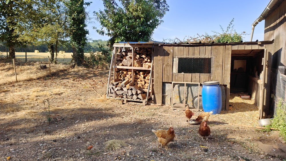 Las gallinas de la casa Saint Jacob
