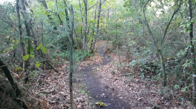 Sous-bois de la carrière Saint Jacob
